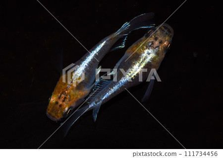 Aurora yellow glitter extracorporeal light (improved medaka) Aurora yellow glitter extracorporeal light (improved medaka) 111734456