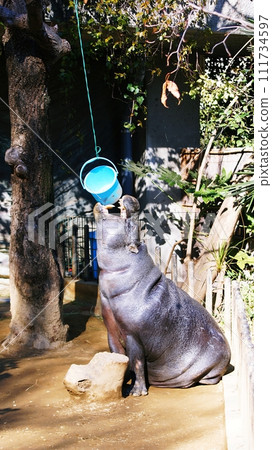 Pygmy hippopotamus (Ueno Zoo) 111734597