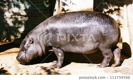 侏儒河馬（上野動物園） 111734598