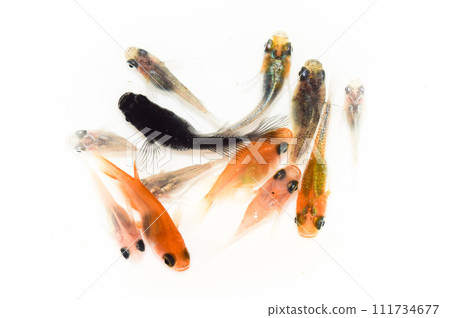 Daruma mix medaka (improved medaka) 111734677