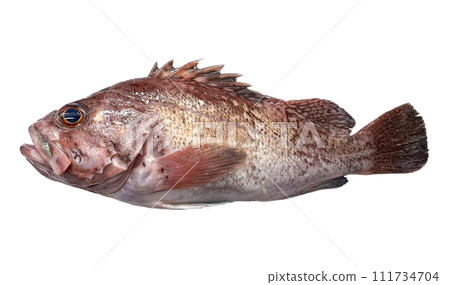 [White background] Freshly caught soy fish 111734704