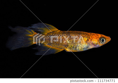 Ryushoho figure medaka side view (improved medaka) Ryushoho figure medaka side view (improved medaka) 111734771