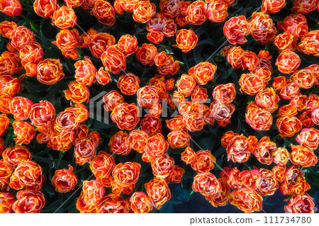 Tulips as a background. View from above. Blooming season. 111734780