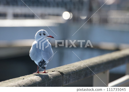 百合鷗冬季候鳥 111735045