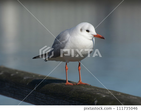 百合鷗冬季候鳥 111735046