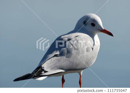 百合鷗冬季候鳥 111735047