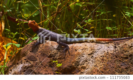 Reunion Island lizard Numibian rock agama (Agama planiceps Peters, 1862) basking on a rock Reunion Island lizard Numibian rock agama (Agama planiceps Peters, 1862) basking on a rock 111735083