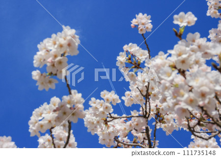 櫻花盛開映襯著藍天，飛機映襯著藍天飛翔 111735148