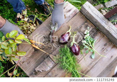 a person is picking vegetables from a wooden table a person is picking vegetables from a wooden table 111735249