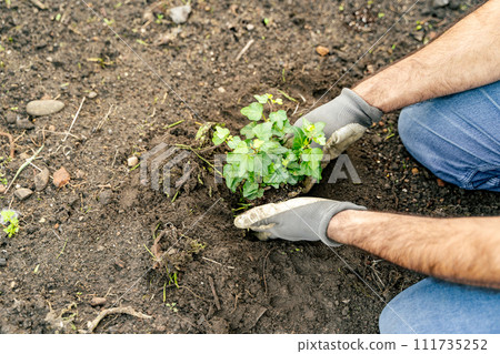 Man gesturing with thumb on soil, planting terrestrial plant in groundcover Man gesturing with thumb on soil, planting terrestrial plant in groundcover 111735252