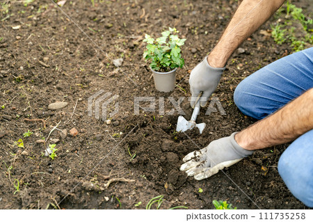 A man gardening, kneeling with a shovel and potted plant in the dirt A man gardening, kneeling with a shovel and potted plant in the dirt 111735258