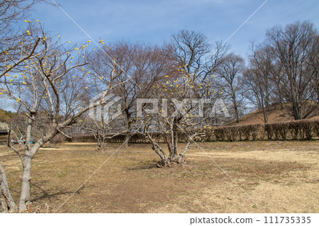 Maebashi City, Omuro Park, Plum Tree and Chujiko Tumulus 111735335