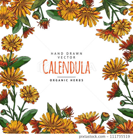 Hand drawn with organic calendula flowers in a circular layout and space for text. 111735519