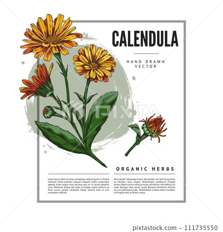 Banner with hand drawn colorful calendula flower sketch style 111735550