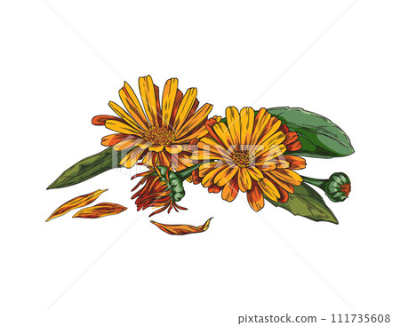 Hand drawn colorful calendula flowers with leaves sketch style 111735608
