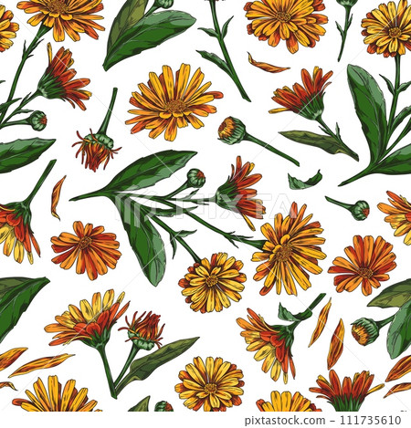 Calendula flowers hand drawn on floral seamless pattern vector design, orange daisy flowers with leaves, organic herb Calendula flowers hand drawn on floral seamless pattern vector design, orange daisy flowers with leaves, organic herb 111735610