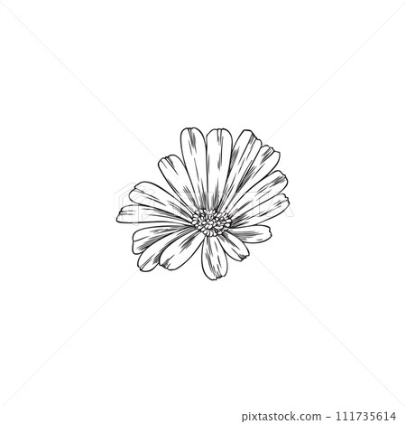 Calendula flower design element, hand drawn sketch vector illustration isolated. 111735614