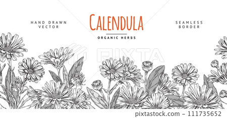 Calendula herb seamless horizontal border vector illustration on white. 111735652