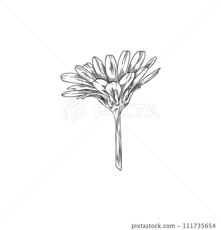 Hand drawn monochrome calendula flower on stem sketch style Hand drawn monochrome calendula flower on stem sketch style 111735654