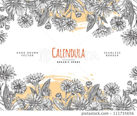 Calendula flower with leaves engraved hand drawn on floral seamless border vector design, tea plant medical organic herb 111735656