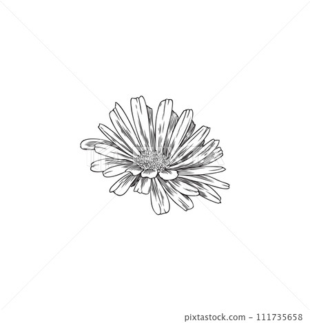 Calendula or marigold flower bud engraved vector hand drawn, beautiful blossom daisy flowers, tea plant, organic herb Calendula or marigold flower bud engraved vector hand drawn, beautiful blossom daisy flowers, tea plant, organic herb 111735658