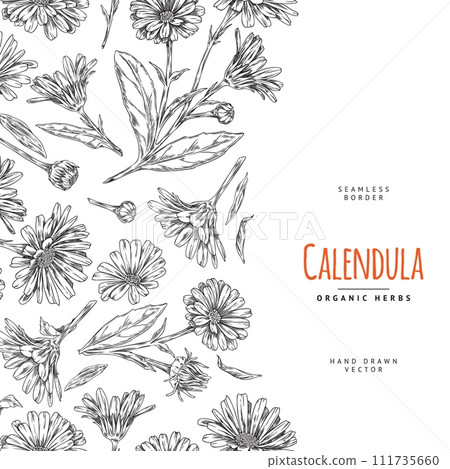 Calendula herb seamless vertical border sketch vector illustration isolated. Calendula herb seamless vertical border sketch vector illustration isolated. 111735660