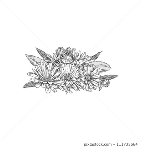 Hand drawn monochrome calendula flowers with leaves sketch style 111735664