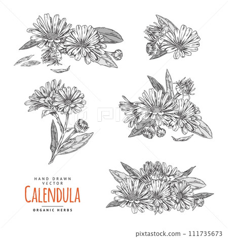 Calendula flower collection vector set Calendula flower collection vector set 111735673