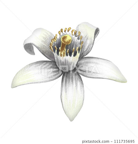 Orange blossom, the fragrant flower of the orange tree. Hand-drawn watercolor illustration. Highlight it. An element of the design of perfume packaging, postcards and labels. For banners, flyers. 111735695