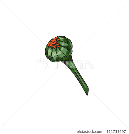Vector design element of unopened calendula bud. Ideal for health and beauty. Vector design element of unopened calendula bud. Ideal for health and beauty. 111735697
