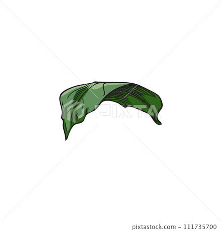 Curved calendula leaf vector illustration. Botanical drawing. 111735700