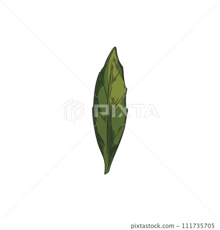 Calendula leaf vector illustration Calendula leaf vector illustration 111735705