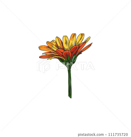 Vector calendula, vibrant colors 111735720