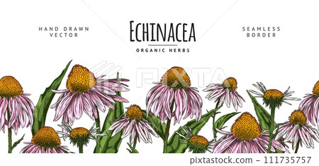 Seamless border with hand drawn colorful echinacea flowers and leaves Seamless border with hand drawn colorful echinacea flowers and leaves 111735757