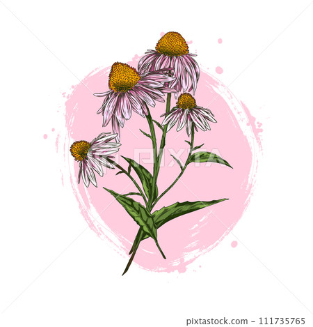 Vector illustration of Echinacea flowers on pink isolated background. 111735765