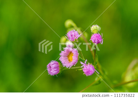 春風吹來~可愛的翡翠花~ 春風吹來~可愛的翡翠花~ 111735822