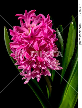 Pink Hyacinth flower on a black background 111736315