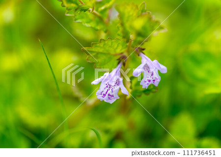 Cute kakidooshino flowers swaying in the spring breeze Cute kakidooshino flowers swaying in the spring breeze 111736451