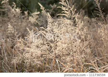 棕色冬季枯草植物冬季田野草甸 棕色冬季枯草植物冬季田野草甸 111736594