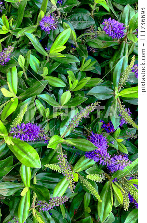 Vivid Purple Flowers Amidst Lush Green Foliage 111736693