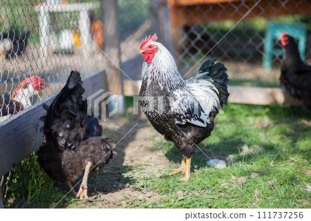 Hen and cock of Plymouth Rock chicken on traditional rural barnyard 111737256