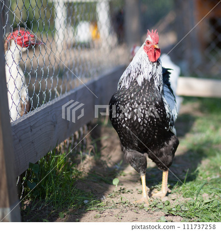 Cock of Plymouth Rock chicken on traditional rural barnyard 111737258