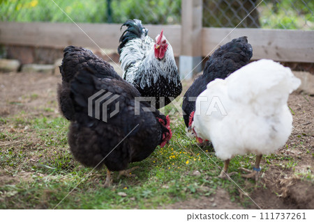 Hen and cock of Plymouth Rock chicken on traditional rural barnyard Hen and cock of Plymouth Rock chicken on traditional rural barnyard 111737261
