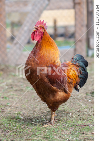 Amazing cock of New Hampshire Red on traditional rural barnyard Amazing cock of New Hampshire Red on traditional rural barnyard 111737264