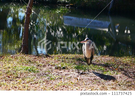 Ao-sama reflected on the surface of the water Ao-sama reflected on the surface of the water 111737425