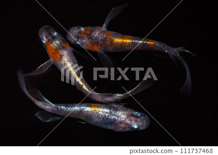 Mikiyuki Sanshoku Real Long Fin (Improved Medaka) 111737468