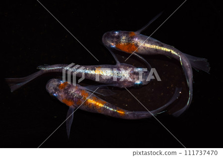 Mikiyuki Sanshoku Real Long Fin (Improved Medaka) 111737470