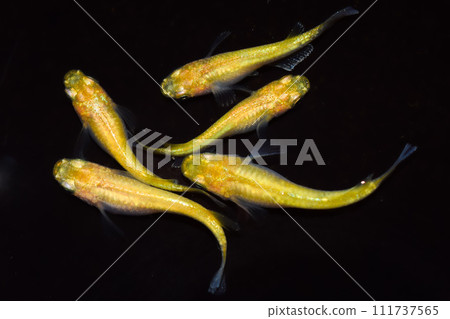 黃金百式(改良青鱂) 黃金百式(改良青鱂) 111737565