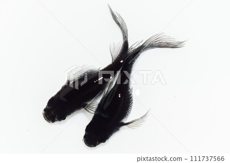 Orochi fin long Daruma short body (improved medaka) Orochi fin long Daruma short body (improved medaka) 111737566