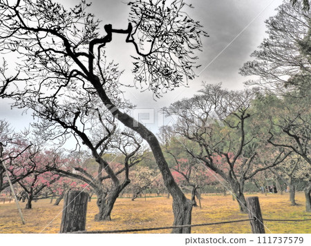 Okayama Korakuen, early spring, plum blossoms Okayama Korakuen, early spring, plum blossoms 111737579